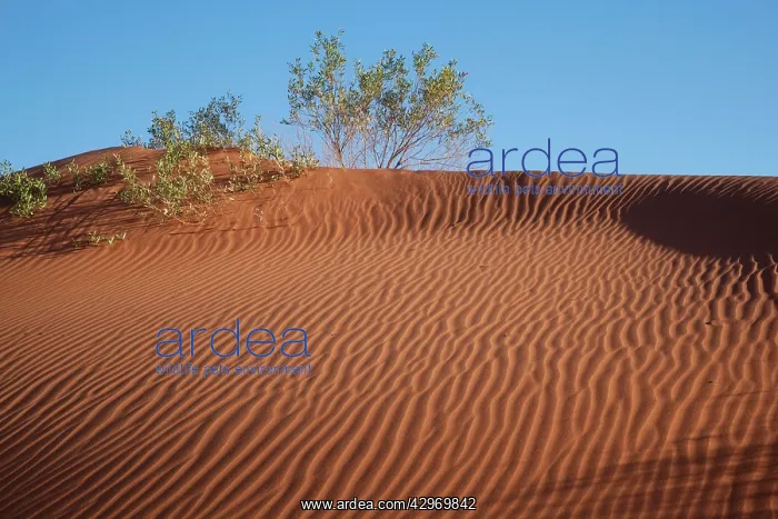 : Simpson Desert : Simpson Desert