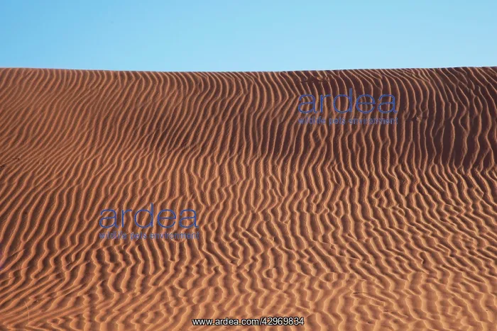 : Simpson Desert Evening light dune scene : Simpson Desert Evening light dune scene