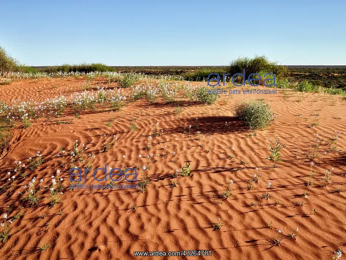 : Simpson Desert - red sandy plain and dunes in flower : Simpson Desert - red sandy plain and dunes in flower