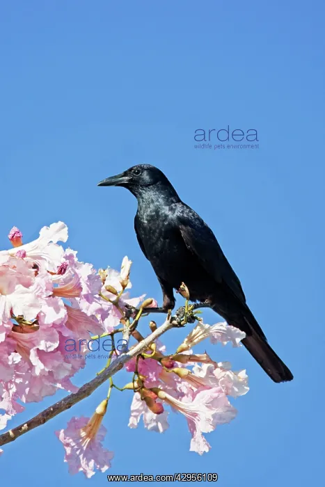 : Sinaloan Crow or Sinaloa Crow : Sinaloan Crow or Sinaloa Crow