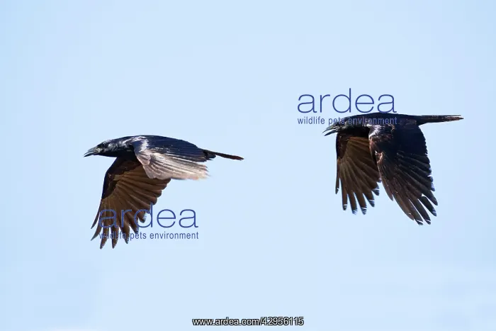 : Sinaloan Crow or Sinaloa Crow : Sinaloan Crow or Sinaloa Crow