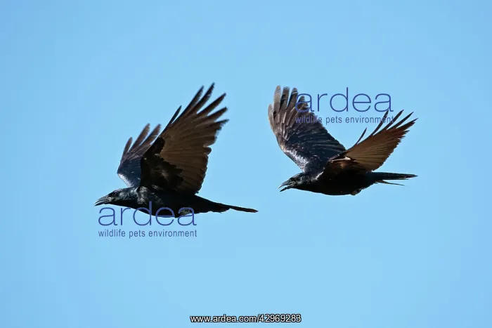: Sinaloan Crow or Sinaloa Crow : Sinaloan Crow or Sinaloa Crow