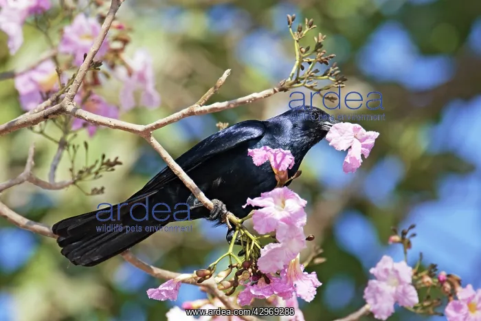 : Sinaloan Crow or Sinaloa Crow : Sinaloan Crow or Sinaloa Crow