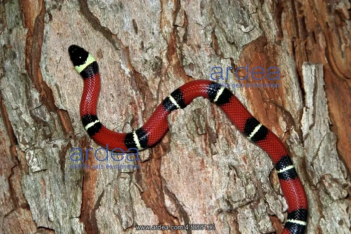 : Sinaloan Milk Snake : Sinaloan Milk Snake