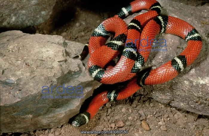 : Sinaloan Milksnake : Sinaloan Milksnake
