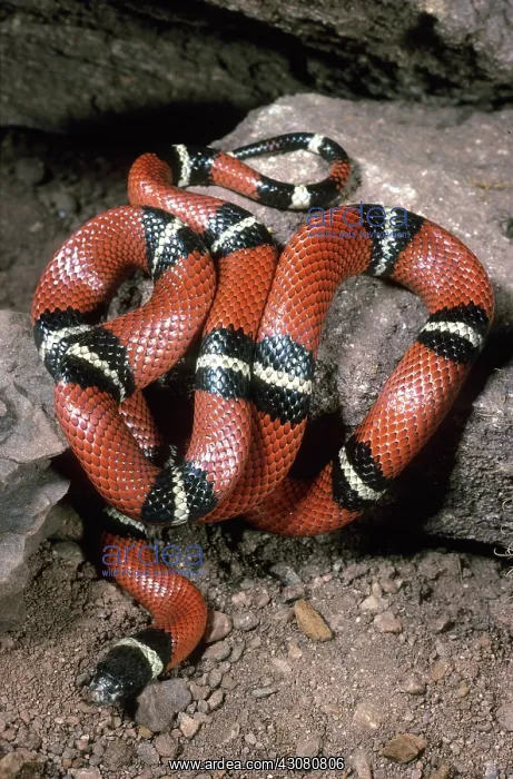 : Sinaloan Milksnake : Sinaloan Milksnake