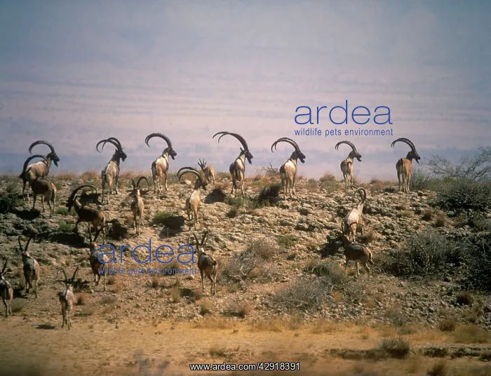 : SIND IBEX - herd : SIND IBEX - herd