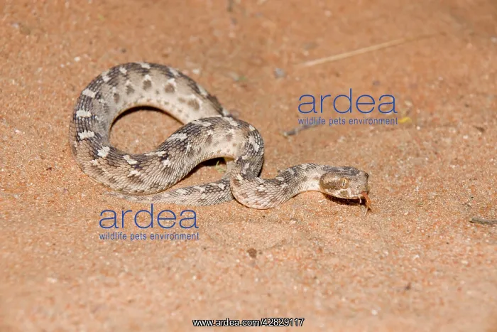 : Sind Saw Scaled Viper : Sind Saw Scaled Viper