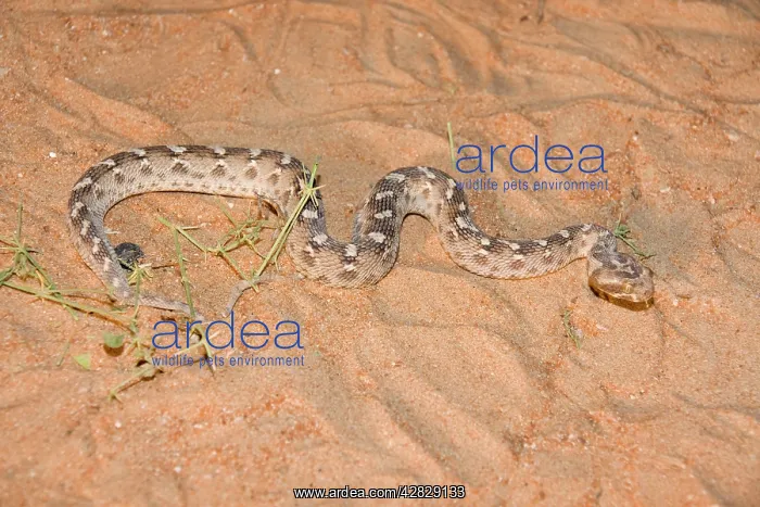 : Sind Saw Scaled Viper : Sind Saw Scaled Viper