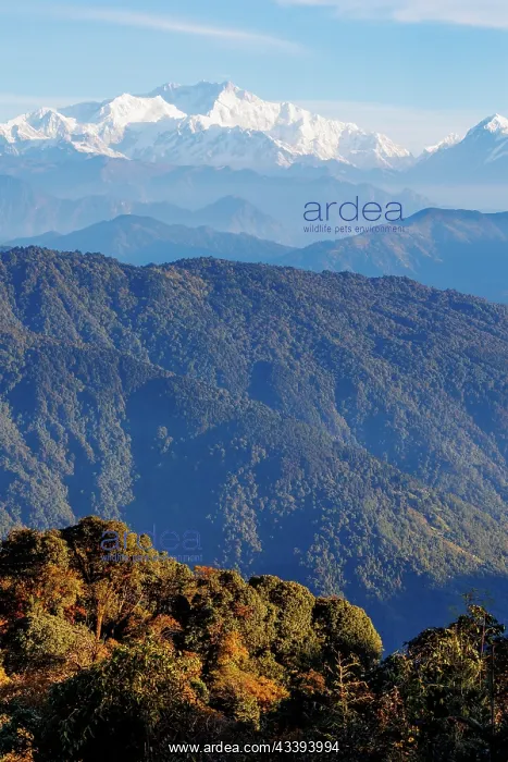 : Singalila forest : Singalila forest