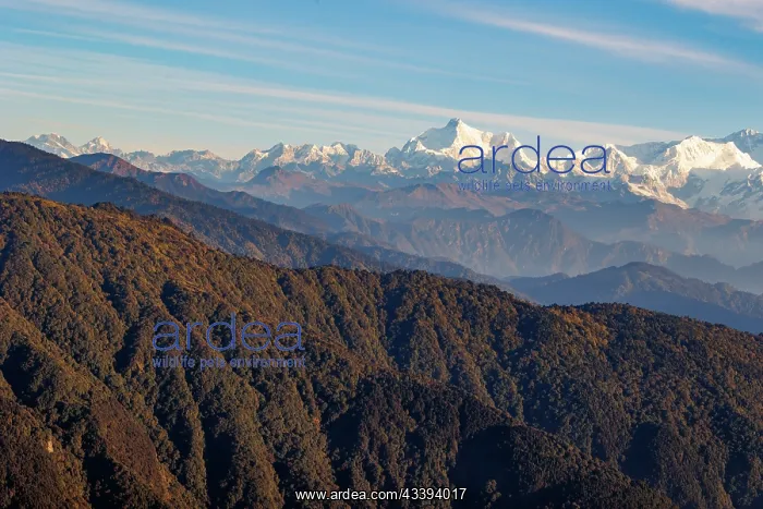 : Singalila forest : Singalila forest