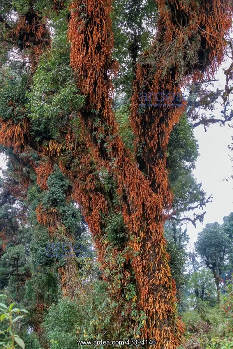 : Singalila forest : Singalila forest