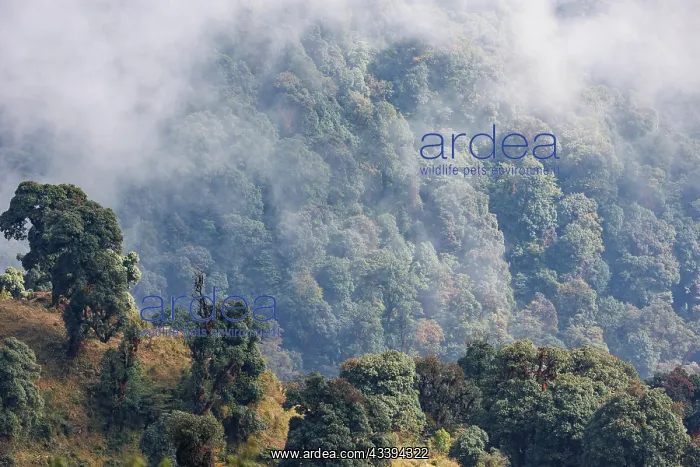  : Singalila forest
