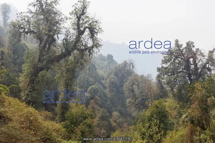 : Singalila forest : Singalila forest