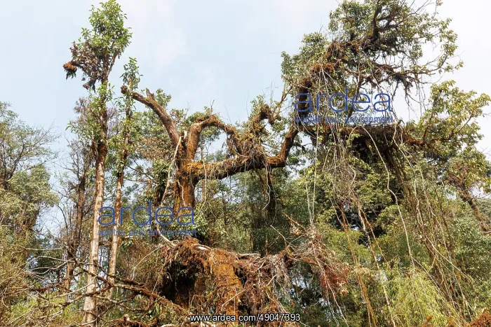 : Singalila forest : Singalila forest