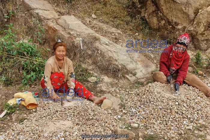 : Singalila, Jamuna village, women breaking stones : Singalila, Jamuna village, women breaking stones