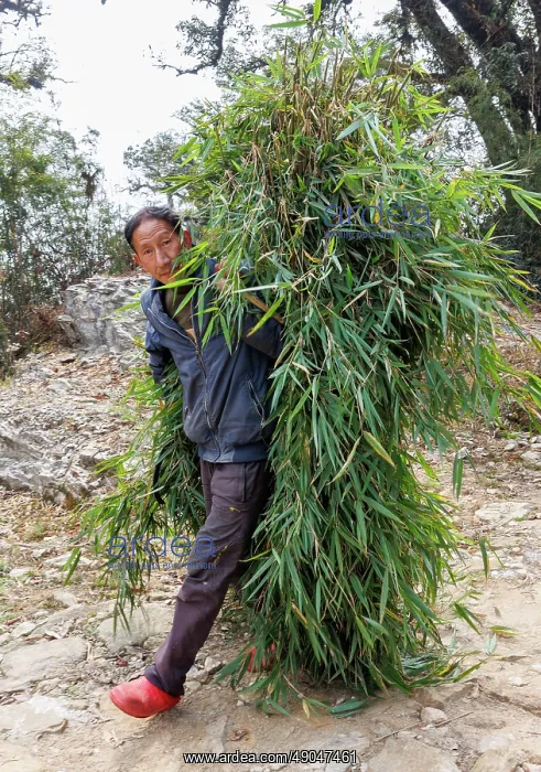 : Singalila, man carrying fodder : Singalila, man carrying fodder