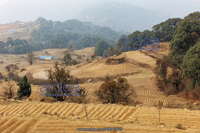 : Singalila national park, Jaubari village : Singalila national park, Jaubari village