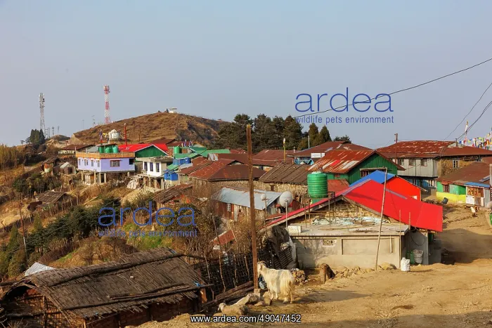 : Singalila national park, Jaubari village and surrounding area : Singalila national park, Jaubari village and surrounding area