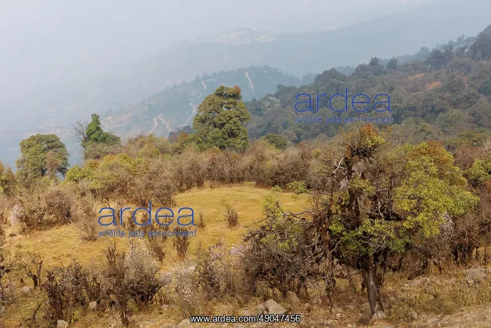 : Singalila national park, Jaubari village and surrounding area : Singalila national park, Jaubari village and surrounding area
