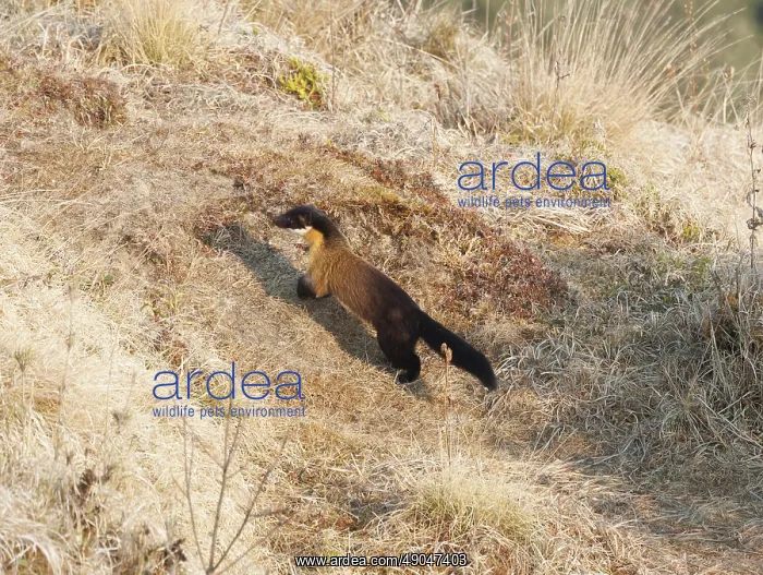 : Singalila national park, Yellow throated marten : Singalila national park, Yellow throated marten