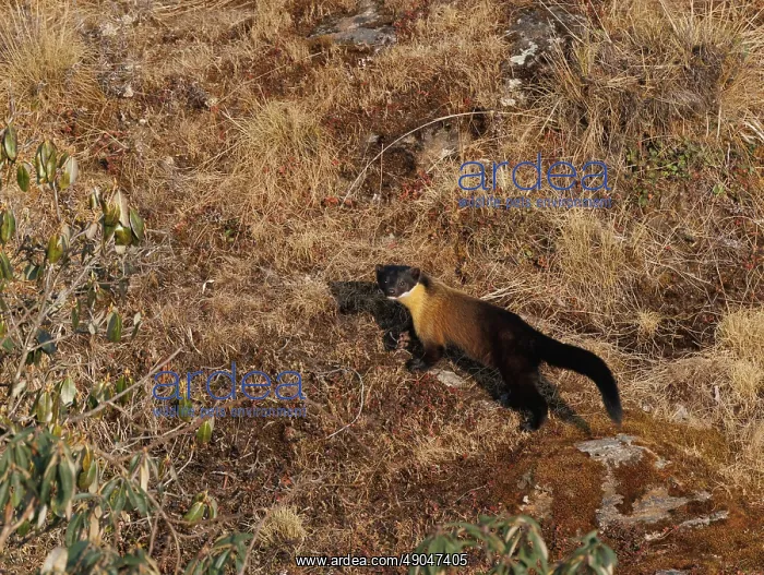 : Singalila national park, Yellow throated marten : Singalila national park, Yellow throated marten