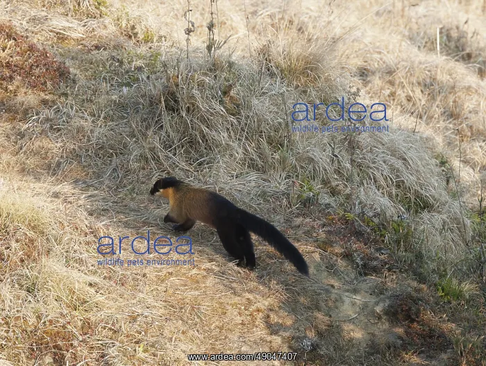 : Singalila national park, Yellow throated marten : Singalila national park, Yellow throated marten