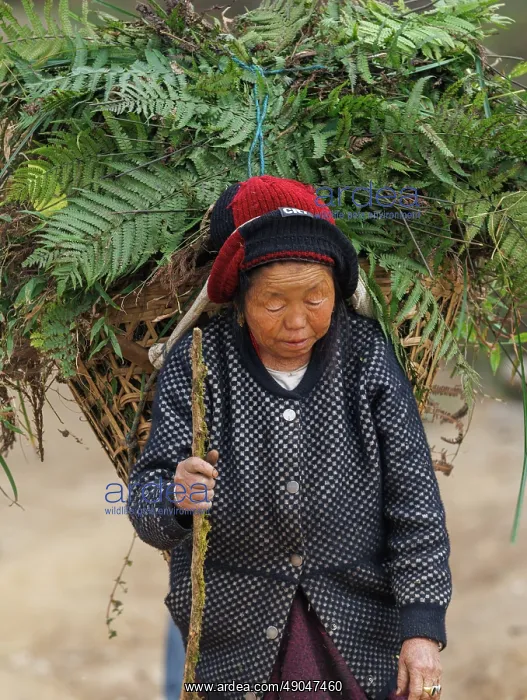 : Singalila, woman carrying fodder : Singalila, woman carrying fodder