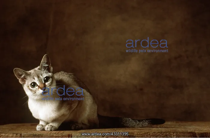 : Singapura Brown Tabby CAT - quizzical : Singapura Brown Tabby CAT - quizzical