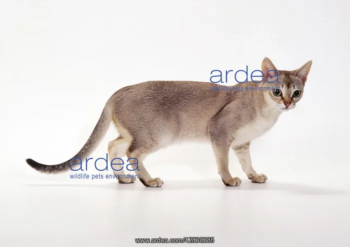 : Singapura Cat : Singapura Cat