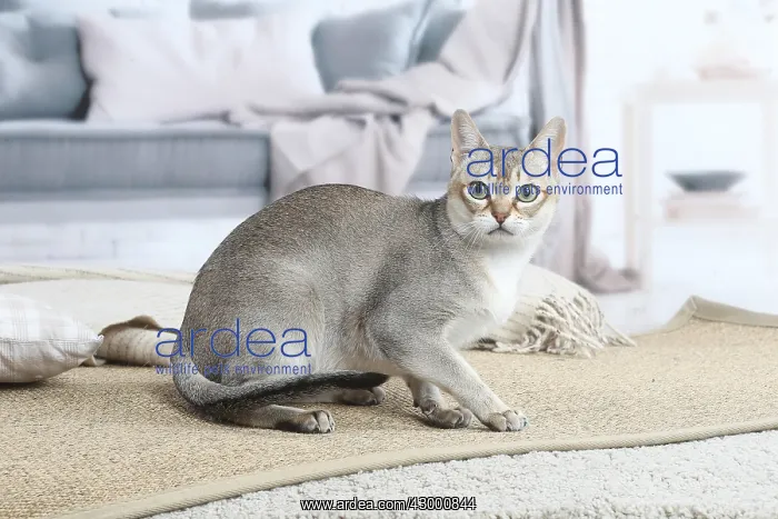 : Singapura cat indoors : Singapura cat indoors