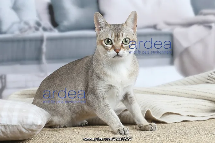  : Singapura cat indoors