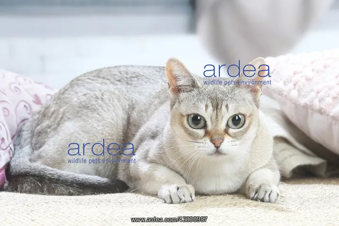  : Singapura cat indoors