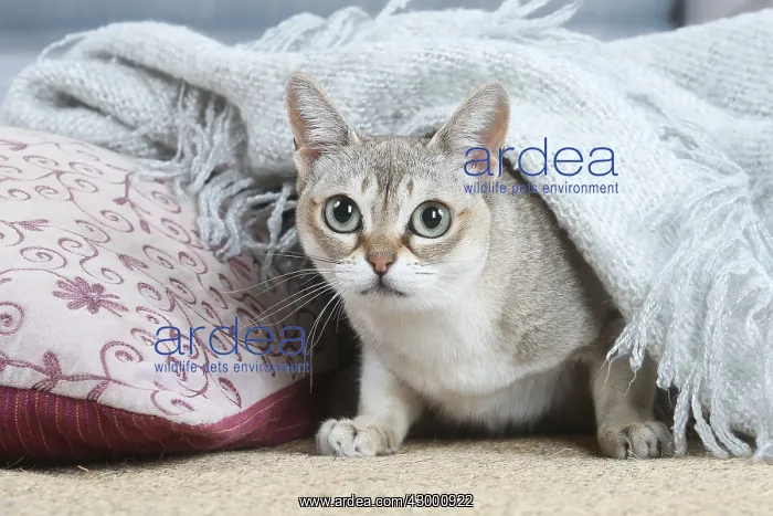 : Singapura cat indoors : Singapura cat indoors