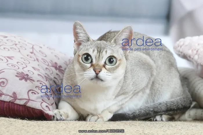  : Singapura cat indoors