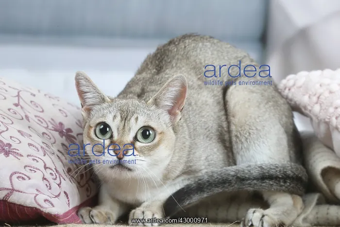 : Singapura cat indoors : Singapura cat indoors