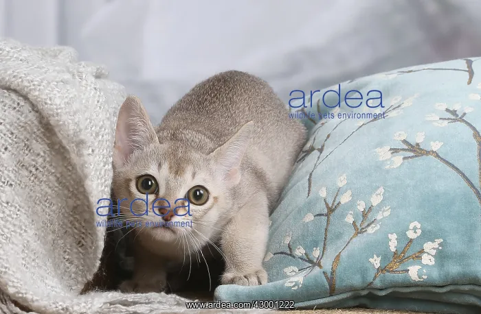  : Singapura cat indoors