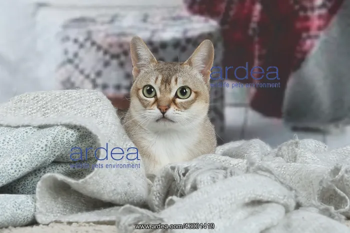 : Singapura cat indoors : Singapura cat indoors