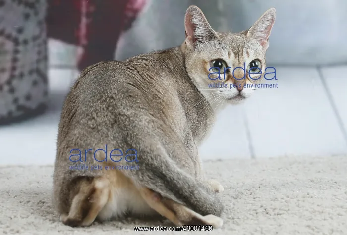  : Singapura cat indoors