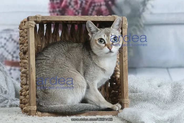 : Singapura cat indoors in a basket : Singapura cat indoors in a basket