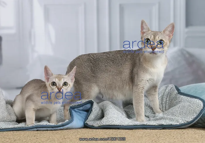 : Singapura cat and kitten indoors : Singapura cat and kitten indoors
