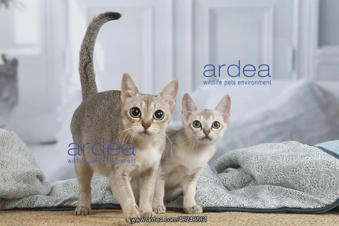 : Singapura cat and kitten indoors : Singapura cat and kitten indoors