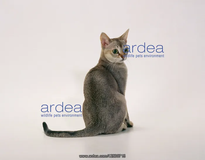 : Singapura Cat - sits : Singapura Cat - sits
