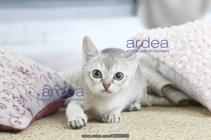  : Singapura kitten indoors