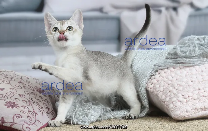: Singapura kitten indoors : Singapura kitten indoors