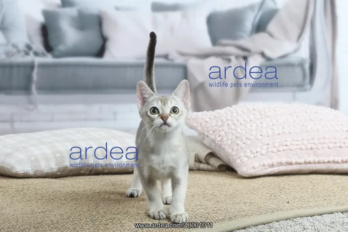 : Singapura kitten indoors : Singapura kitten indoors