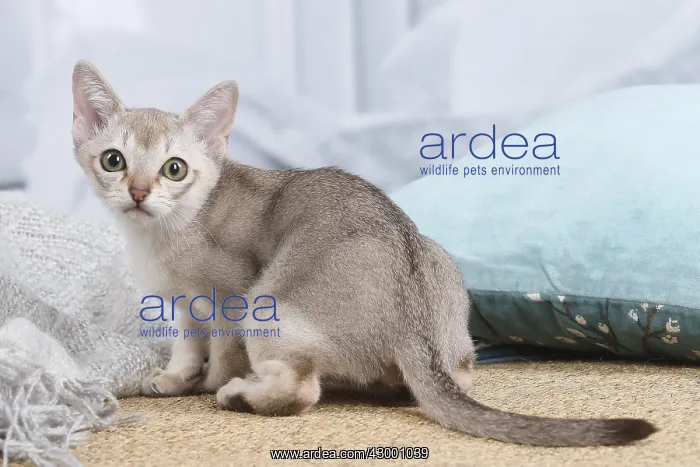 : Singapura kitten indoors : Singapura kitten indoors