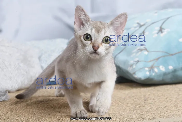 : Singapura kitten indoors : Singapura kitten indoors