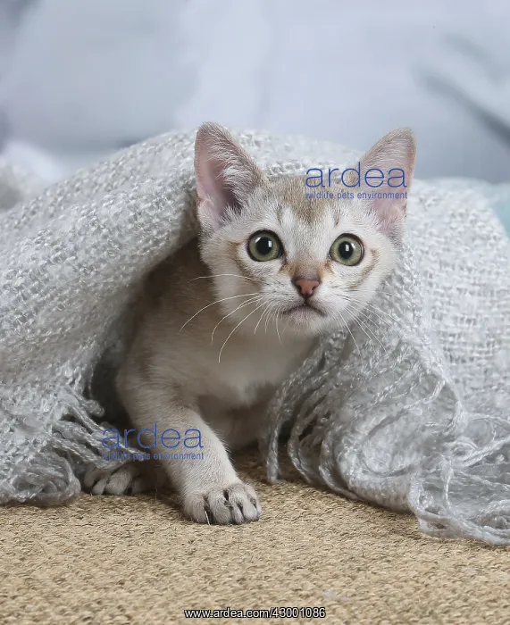: Singapura kitten indoors : Singapura kitten indoors