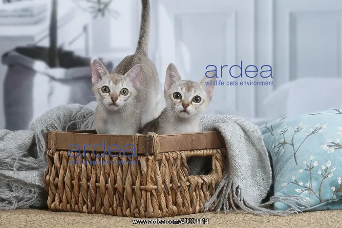  : Singapura kittens in a basket indoors